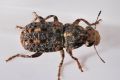 Ulorhinus bilineatus